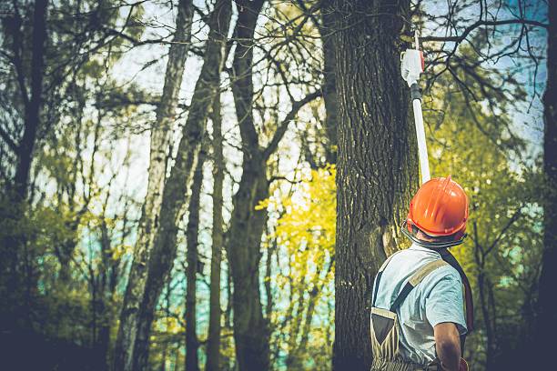 How Our Tree Care Process Works  in  Cornwall On Hudson, NY